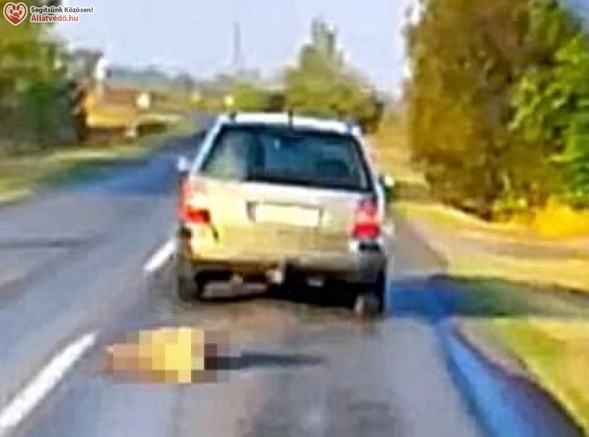 Állatkínzás, következmények nélkül?!