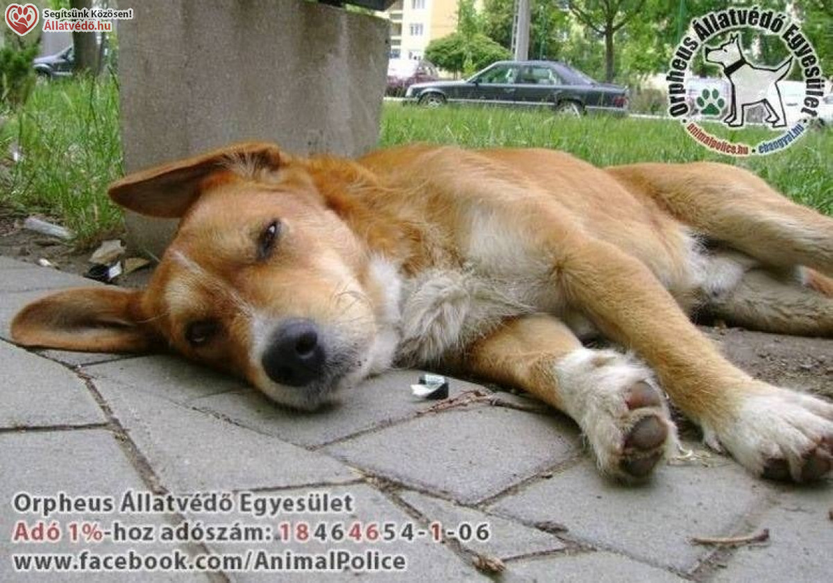 Kutya, cica, házi kedvenc ivartalanítás támogatása, 2025. 2. félévben