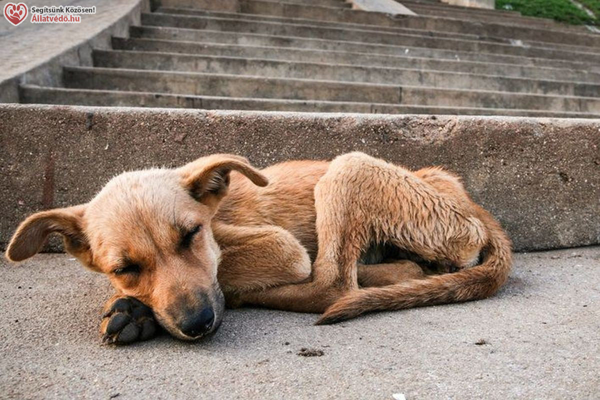 Állatok Világnapja – Október 4. üzenete: az állatok élete a mi döntéseinken múlik