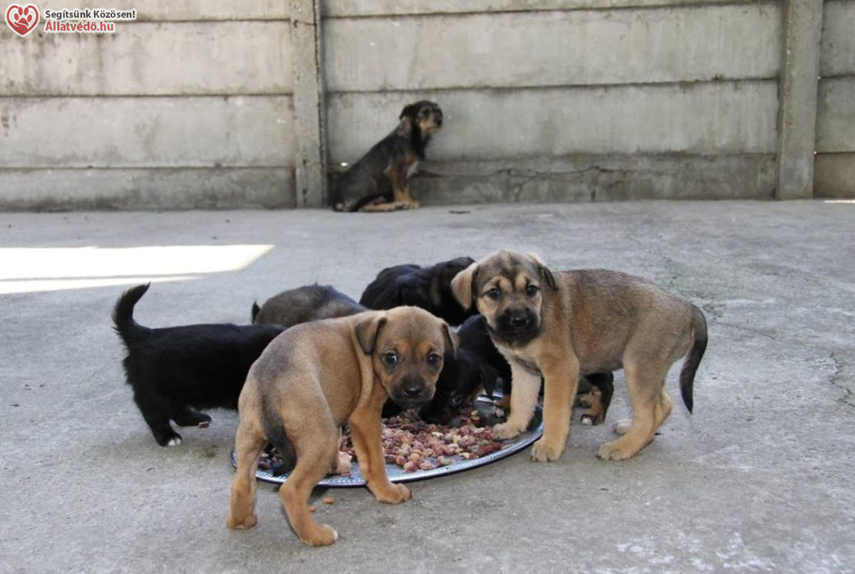 Állatok Világnapja – Október 4. üzenete: az állatok élete a mi döntéseinken múlik