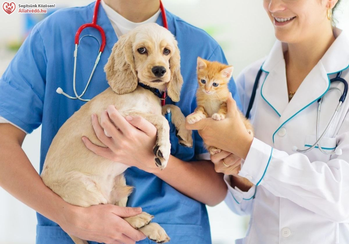 Kutya, macska ivartalanítás támogatása - 2026. 1. félévben - állatvédelem