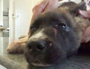 Kiverték a kutya fogait és több helyen megszurkálták késsel Kiverték a kutya fogait és több helyen megszurkálták késsel