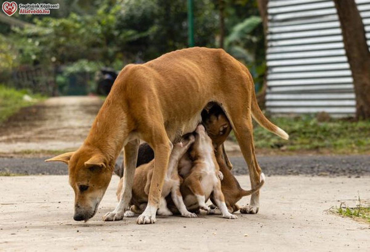 Felelőtlen tartás, állatszaporítás